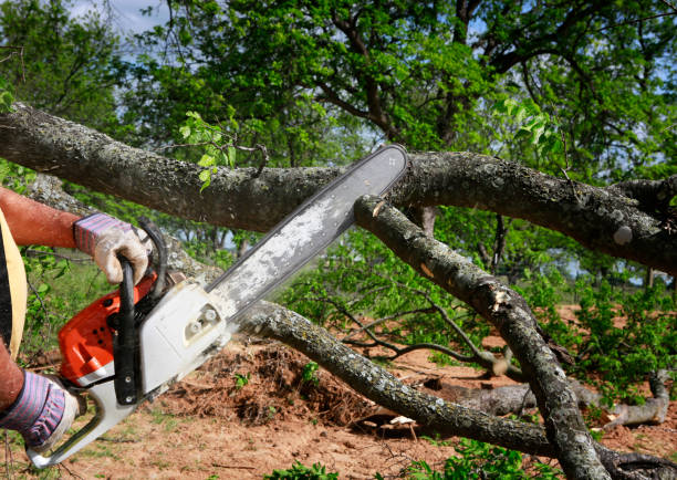 Best Utility Line Clearance  in Oak Grove, MS